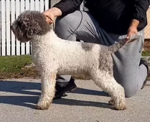 Lagotto Romagnolo - The Breed Archive