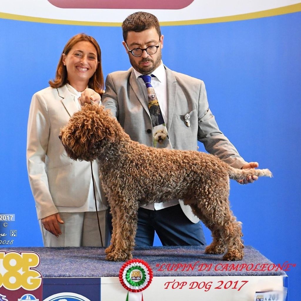 lagotto-romagnolo-the-breed-archive