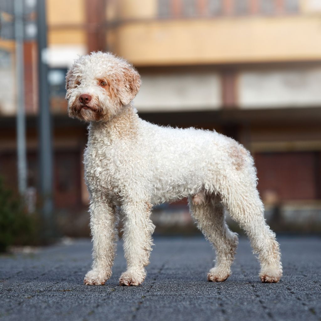 Lagotto Romagnolo The Breed Archive