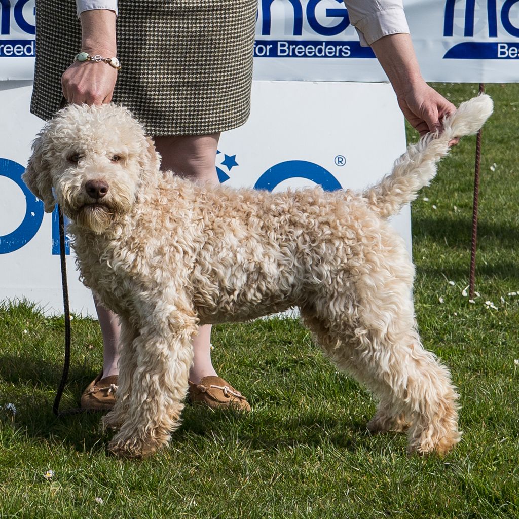 Orange store lagotto romagnolo