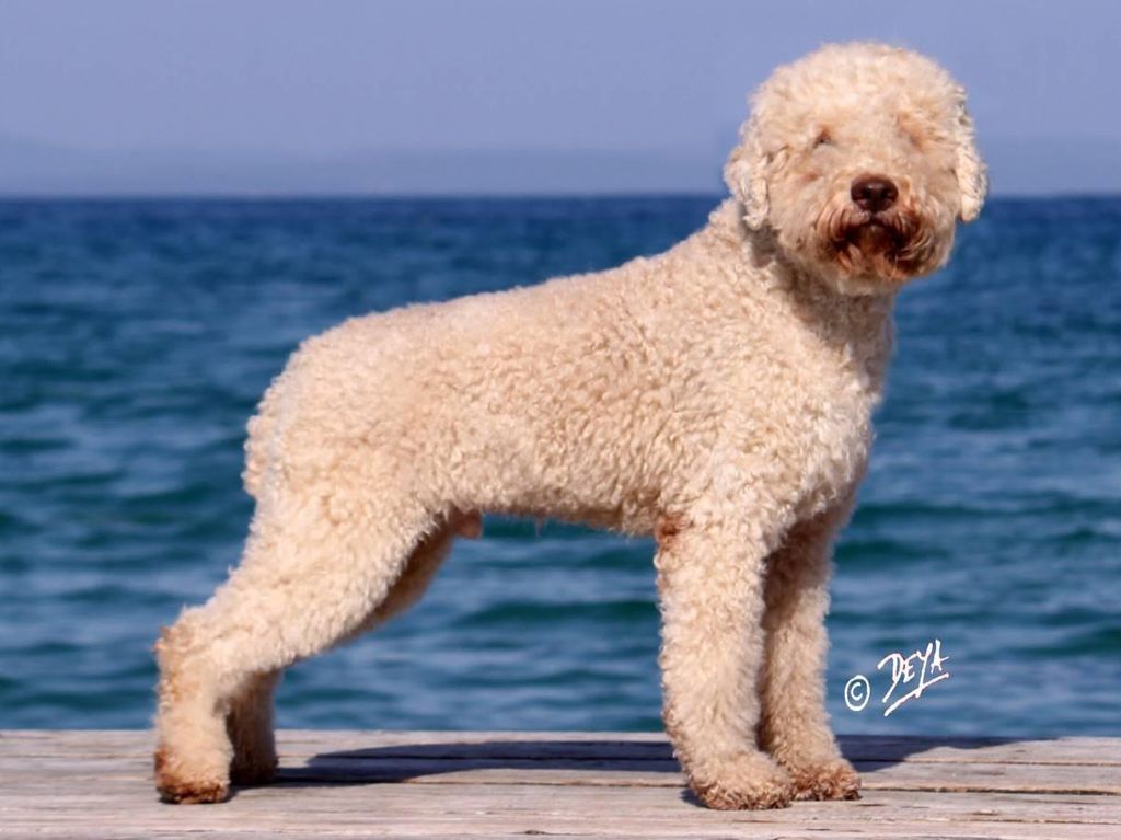 Orange sales lagotto romagnolo