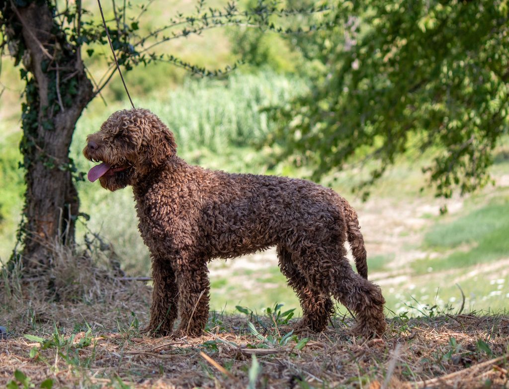 Lagotto Romagnolo - The Breed Archive