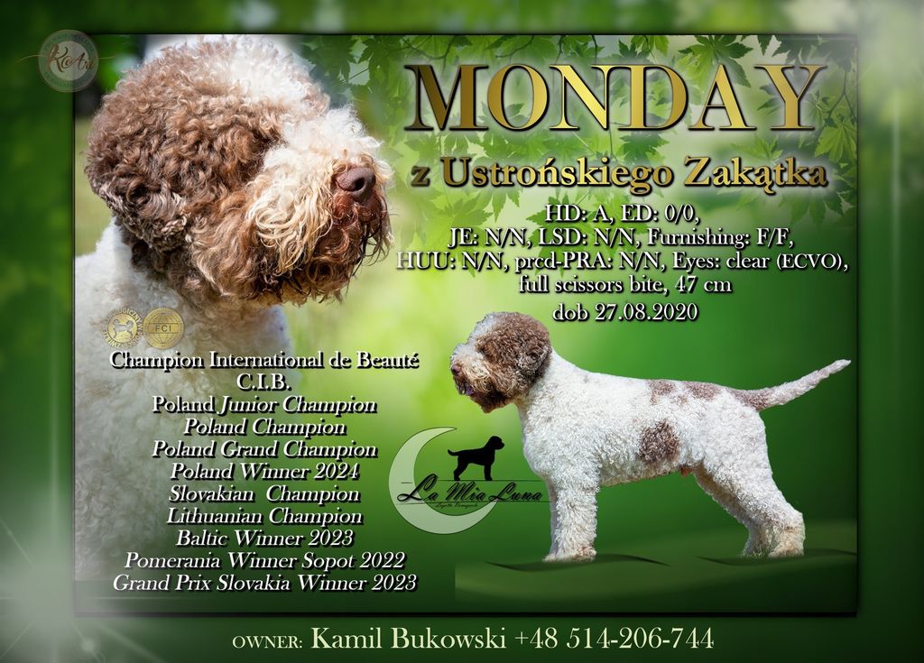 Furnishing lagotto best sale