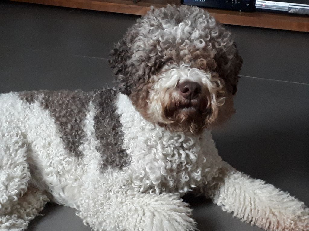 Lagotto of 2024 house woller