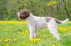 Profile picture of the animal