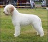 Profile picture of the animal