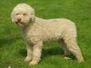 Profile picture of the animal