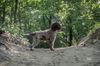 Profile picture of the animal