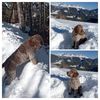 Profile picture of the animal