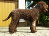 Profile picture of the animal