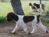 Profile picture of the animal