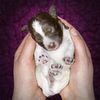 Profile picture of the animal