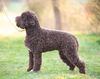 Profile picture of the animal